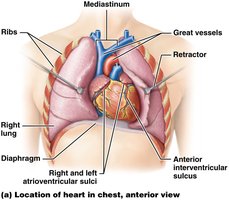 Location of heart in chest, anterior view