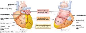 Distribution of the coronary arteries