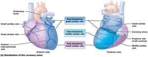 Distribution of the coronary veins