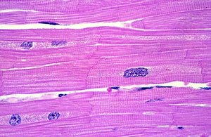 Cardiac muscle tissue with intercalated discs and striations
