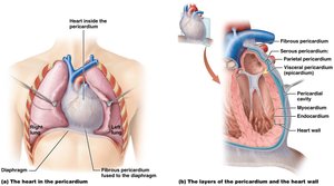 Heart in the pericardium and layers of the pericardium