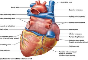 Posterior view of the external heart