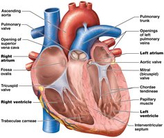 Internal view of the heart showing chambers and valves