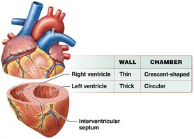 Comparison of right and left ventricles