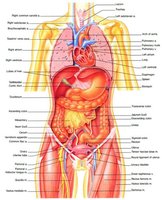 Labeled diagram of human internal organs