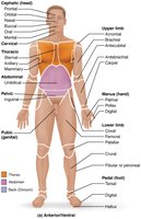 Supine and prone positions