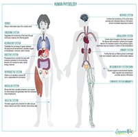 Human physiology systems overview