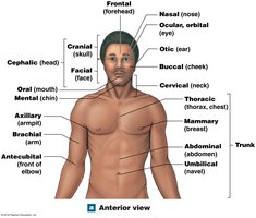 Anterior anatomical landmarks
