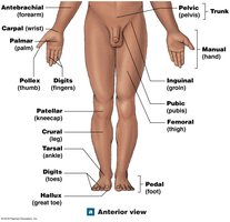 Posterior anatomical landmarks