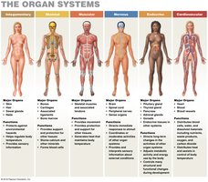 Organ systems overview (integumentary, skeletal, muscular, nervous, endocrine, cardiovascular)
