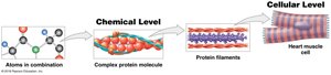Chemical to cellular level diagram