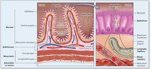 Diagram showing absorption across the intestinal epithelium into blood and lymphatic vessels