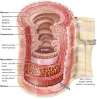 Cross-section of the GI tract wall showing mucosa, submucosa, muscularis, and serosa
