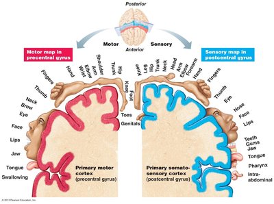 Body maps in the primary motor cortex and somatosensory cortex