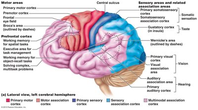 Sensory and association areas of the cerebral cortex