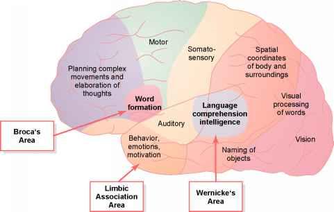 Functional areas of the cerebral cortex