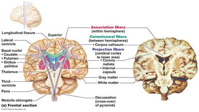 White fiber tracts of the cerebral hemispheres