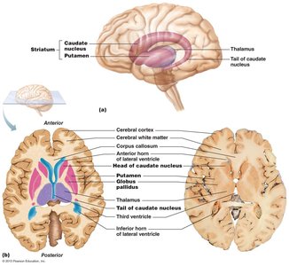 Basal nuclei of the brain