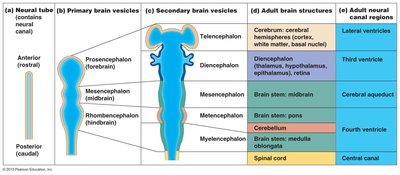 Embryonic development of the human brain