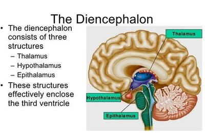 The diencephalon and its structures