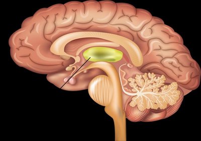 Thalamus location and function