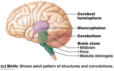 Adult brain regions and structures