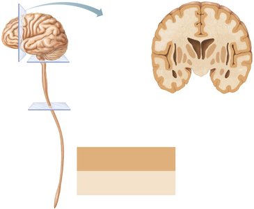 Pattern of distribution of gray and white matter in the CNS