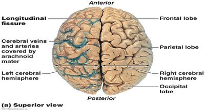 Superior view of the cerebral hemispheres