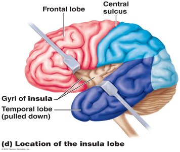 Location of the insula lobe