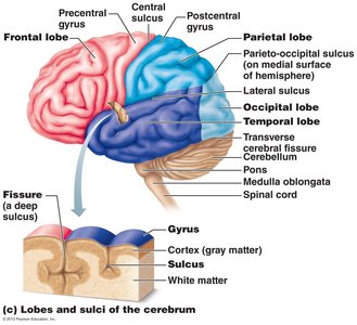 Functional areas of the cerebral cortex