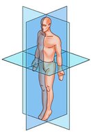 Diagram of the three anatomical planes of the human body