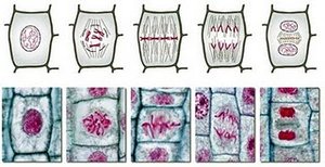 Stages of mitosis in plant cells