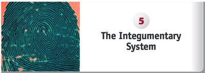 Fingerprint and Integumentary System chapter heading