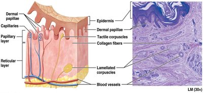 Dermal layers and histology