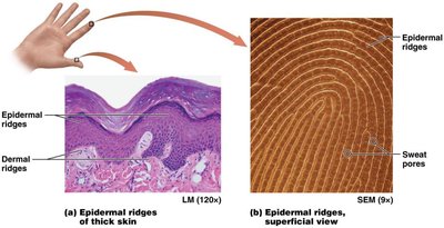 Epidermal ridges and fingerprints