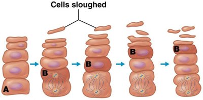Keratinocyte life cycle and sloughing of cells