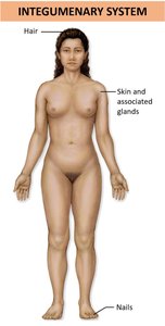 Integumentary system showing skin, hair, and nails