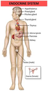 Endocrine system showing major glands