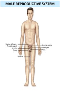 Male reproductive system showing major organs