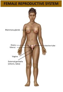 Female reproductive system showing major organs