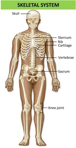 Skeletal system showing major bones and joints
