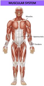 Muscular system showing muscles, tendons, and aponeuroses