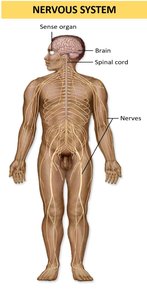 Nervous system showing brain, spinal cord, and nerves