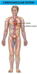 Cardiovascular system showing heart and blood vessels
