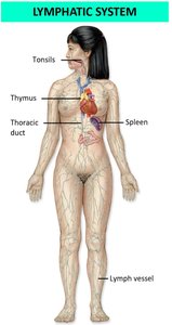 Lymphatic system showing lymph nodes, vessels, and organs