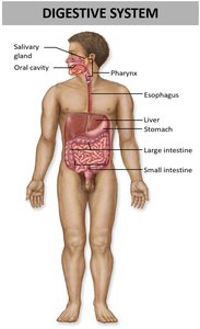 Digestive system showing major organs