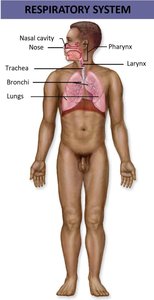 Respiratory system showing airways and lungs