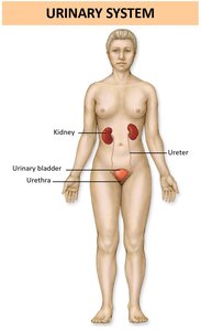 Urinary system showing kidneys, bladder, and urethra