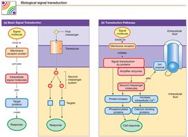 Signal transduction pathway diagram.