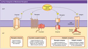 Four categories of membrane receptors.